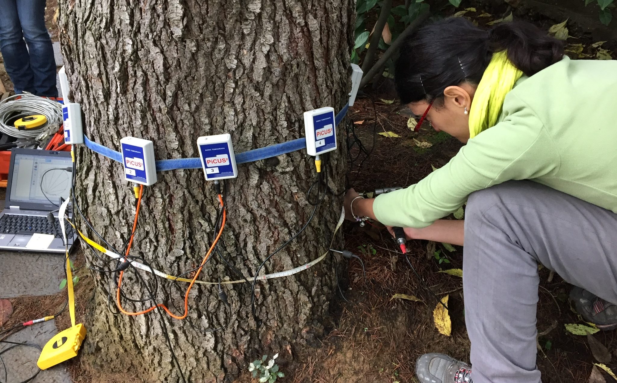 ARBORICOLTURA